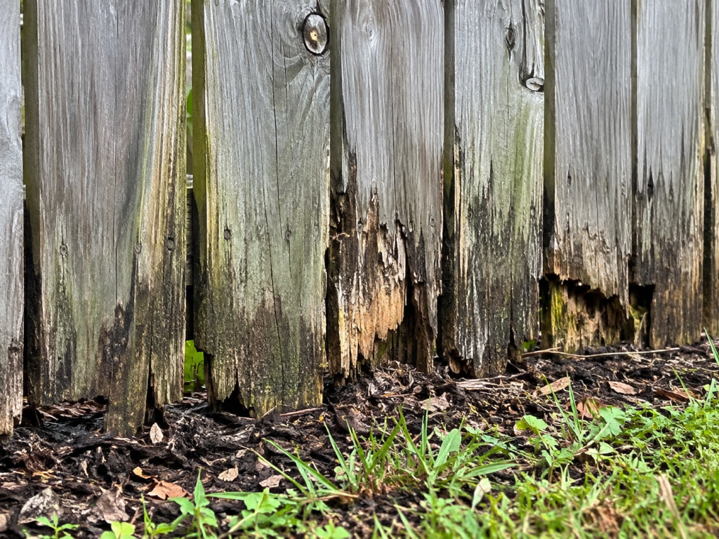Wood fences showing moisture damage and rot near the base of several boards.